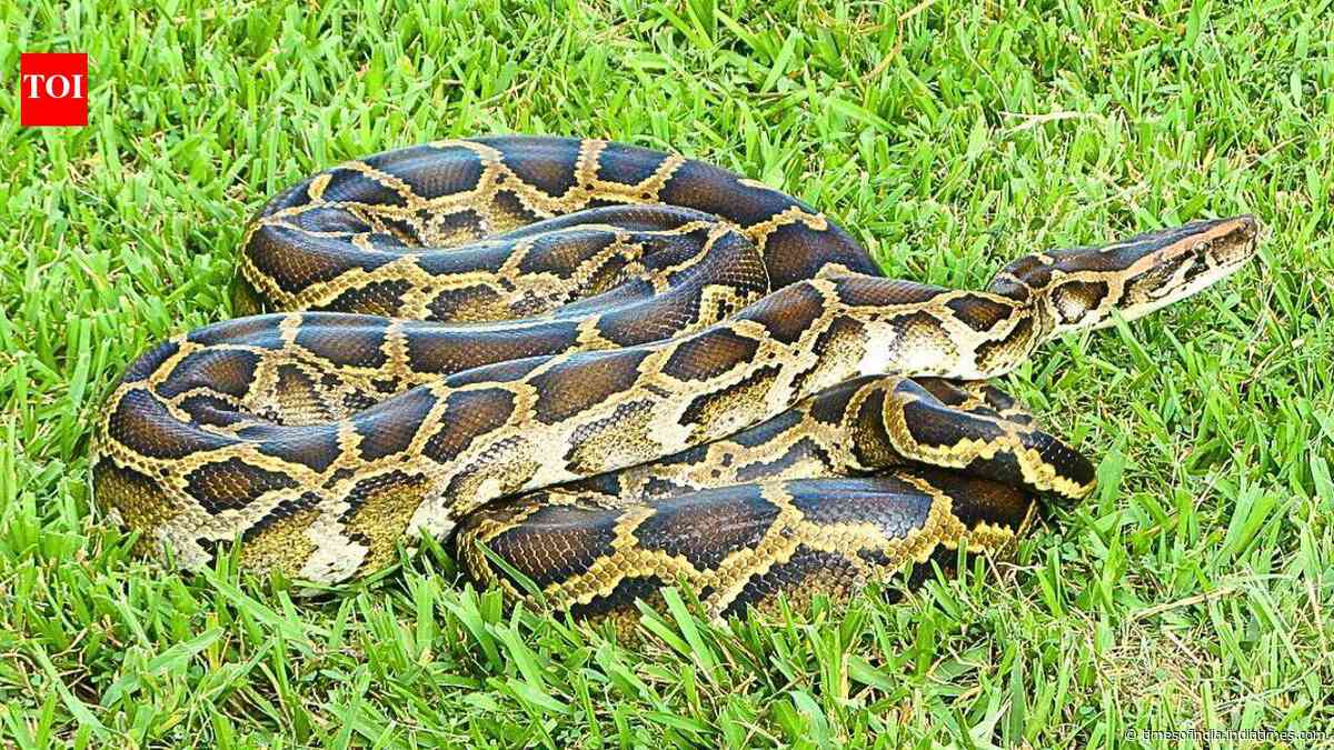 Burmese python DNA was detected in water five minutes after exposure in Florida