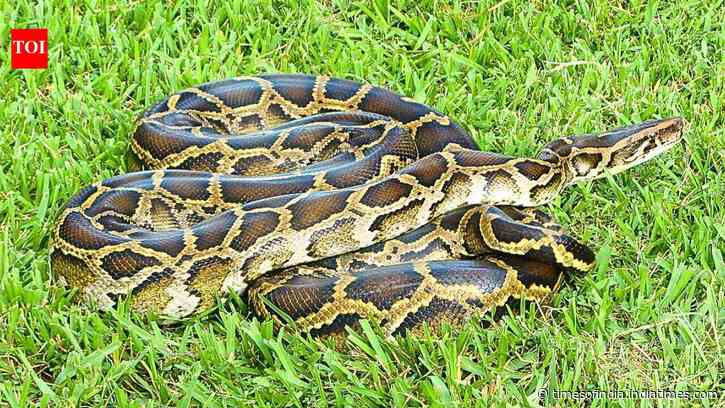 Burmese python DNA was detected in water five minutes after exposure in Florida