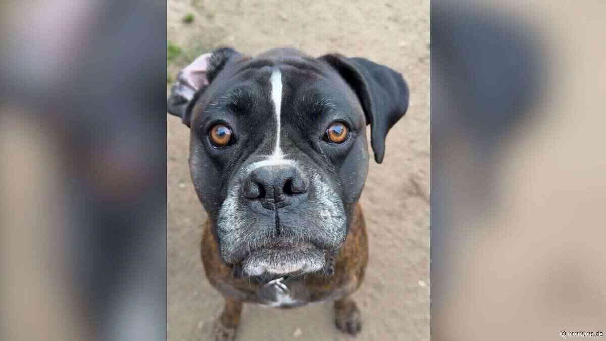 Von seinem Besitzer zurückgelassen: Rüde Thor wurde auf einem Campingplatz gefunden