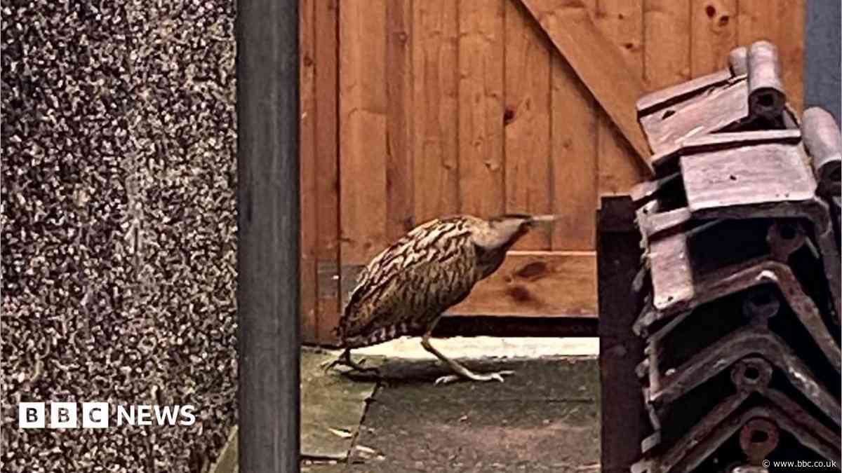 'One of Britain's rarest birds walked past my kitchen window'