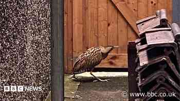 'One of Britain's rarest birds walked past my kitchen window'