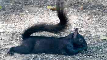 Black squirrels are helping Montreal scientists understand a city's role in animal evolution