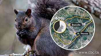Montreal squirrels change their coat colour depending on neighbourhood they live in, new study finds
