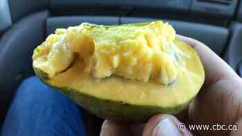 Behold the pawpaw, the tropical ‘alien banana’ that grows right here in Canada