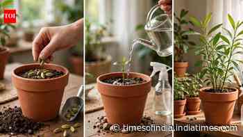 How to grow cardamom in a pot at home with simple steps and mistakes to avoid