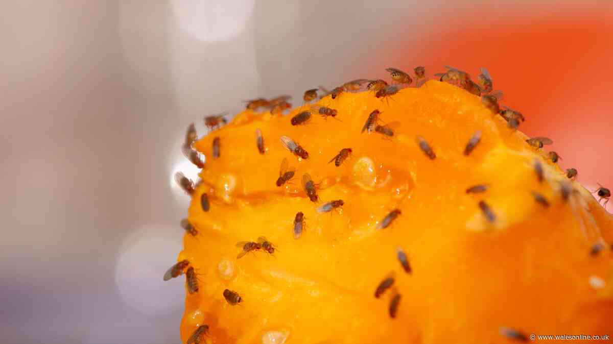 Keep fruit flies away by sprinkling 89p kitchen ingredient around bins