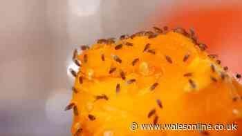 Keep fruit flies away by sprinkling 89p kitchen ingredient around bins
