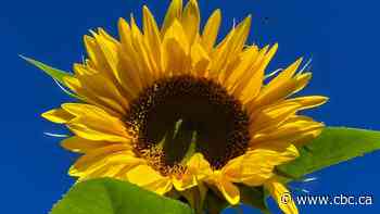 Fall flowers: Enjoy these photos from around New Brunswick