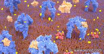 Some Pancreatic Cells Are Just One Genetic Tweak Away From Treating Diabetes