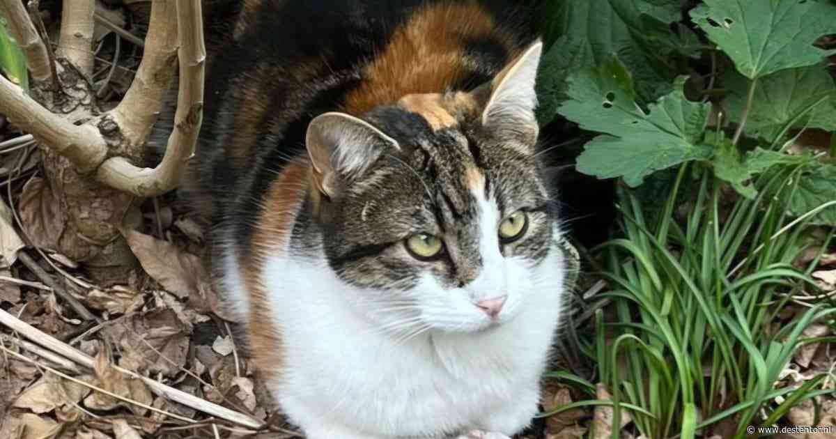 Heb jij Mufin of Suki gezien? Deze twee huisdieren worden in Harderwijk vermist