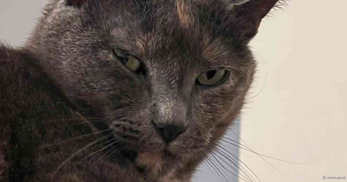 Heb jij Nala gezien? Dit huisdier wordt in Valkenswaard vermist