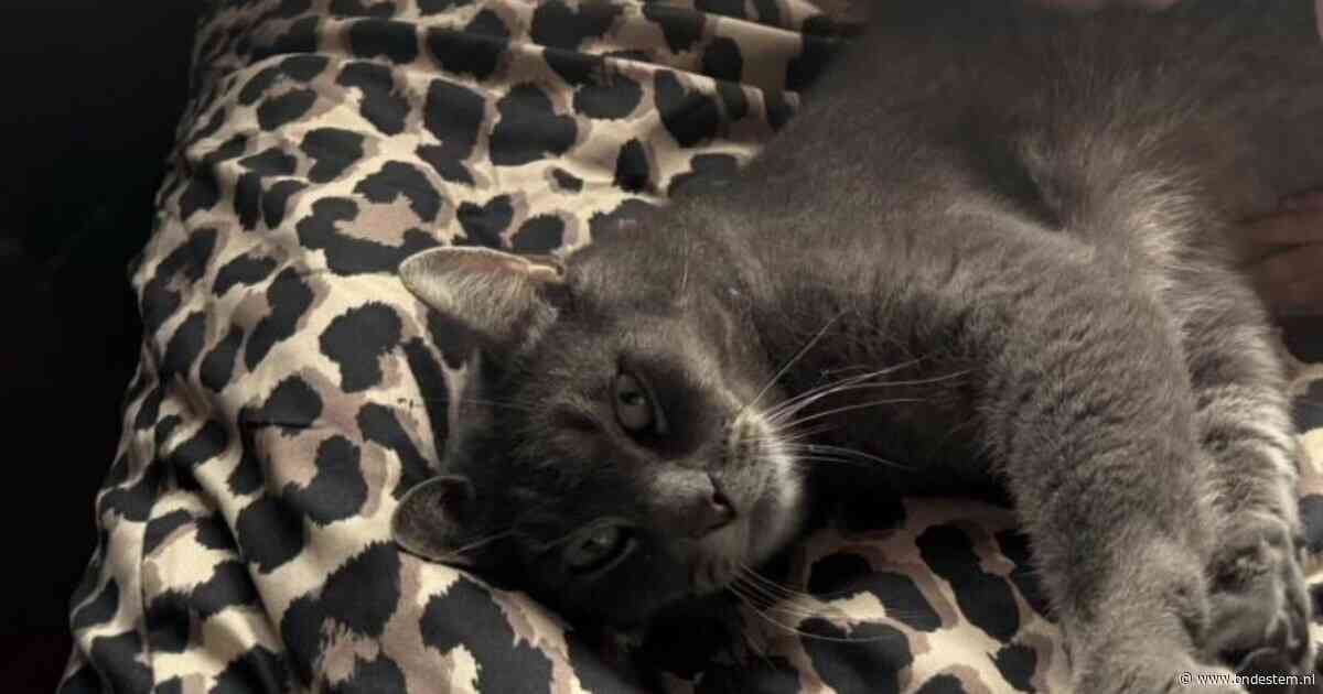 Heb jij Niro of Atos gezien? Deze twee huisdieren worden in Roosendaal vermist