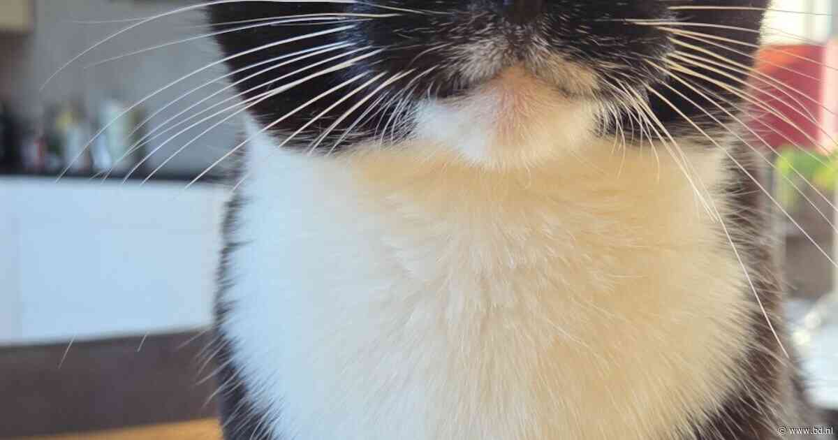 Heb jij Tesla, Grypek of Snoopy gezien? Deze vier huisdieren worden in Boxtel vermist