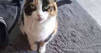 Heb jij Pluis, Chanoe of Lola gezien? Deze vijf huisdieren worden in Arnhem vermist