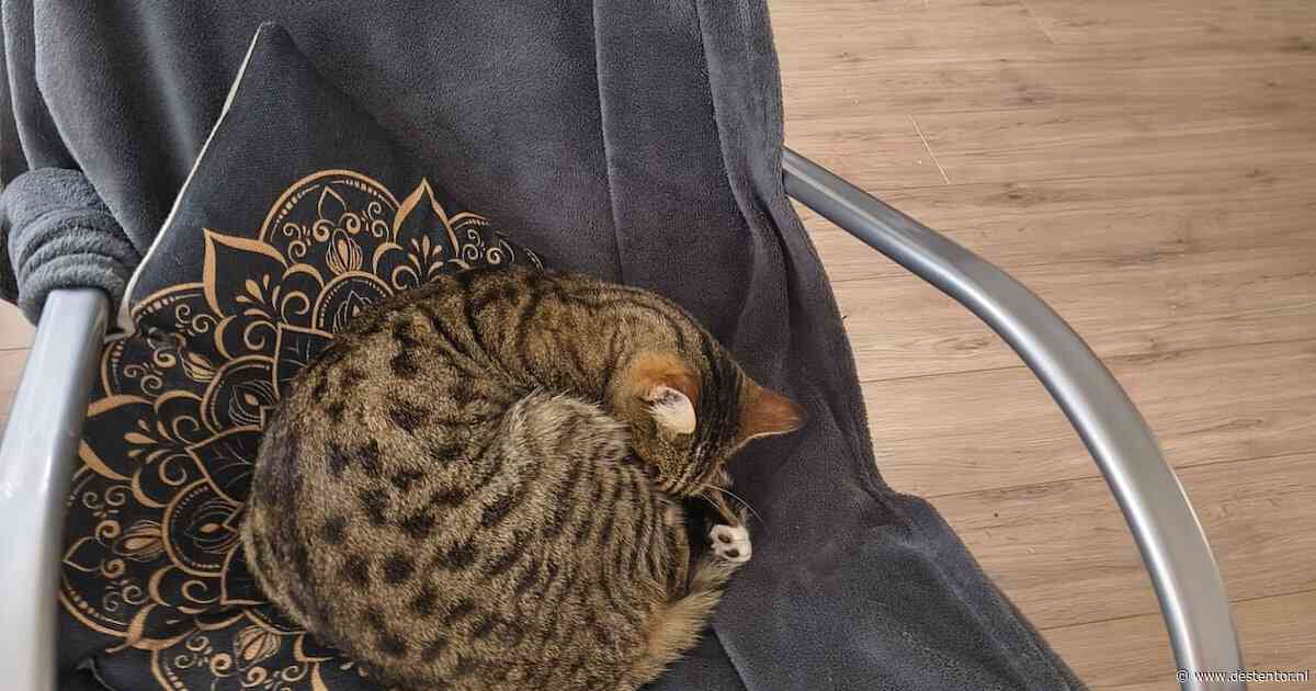Heb jij Carpaccio of Dino gezien? Deze twee huisdieren worden in Zwolle vermist