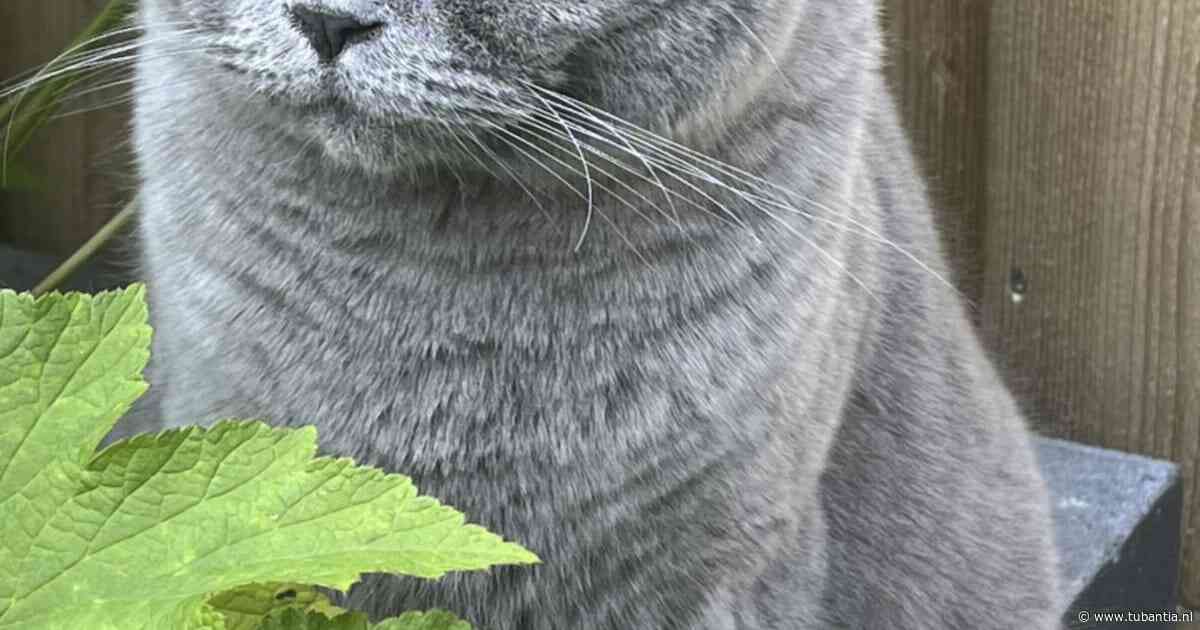Heb jij Max, Lizzy of Feo gezien? Deze drie huisdieren worden in Enschede vermist