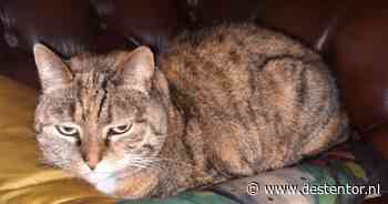 Heb jij Chiqo, Luna of Chico gezien? Deze zeven huisdieren worden in Apeldoorn vermist
