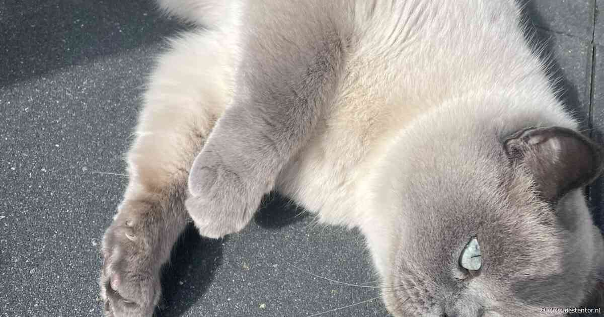 Heb jij Kitty, Qamr of Tommy gezien? Deze drie huisdieren worden in Deventer vermist