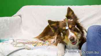 The surprising method dogs use to understand human language