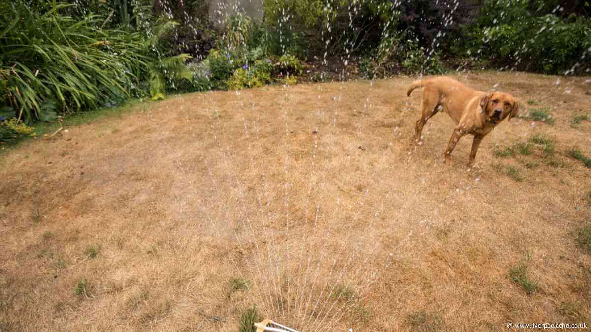 The common autumn garden job you should avoid doing after a heatwave