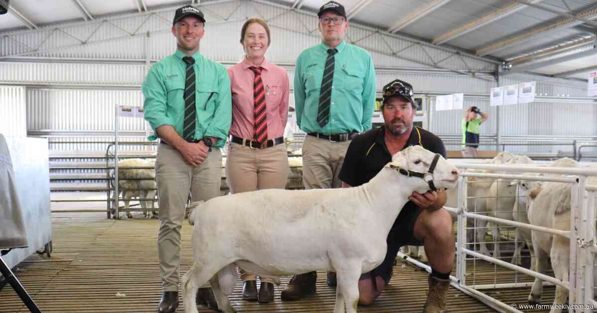 Record prices and total clearance mark standout sale for Golden Hill stud
