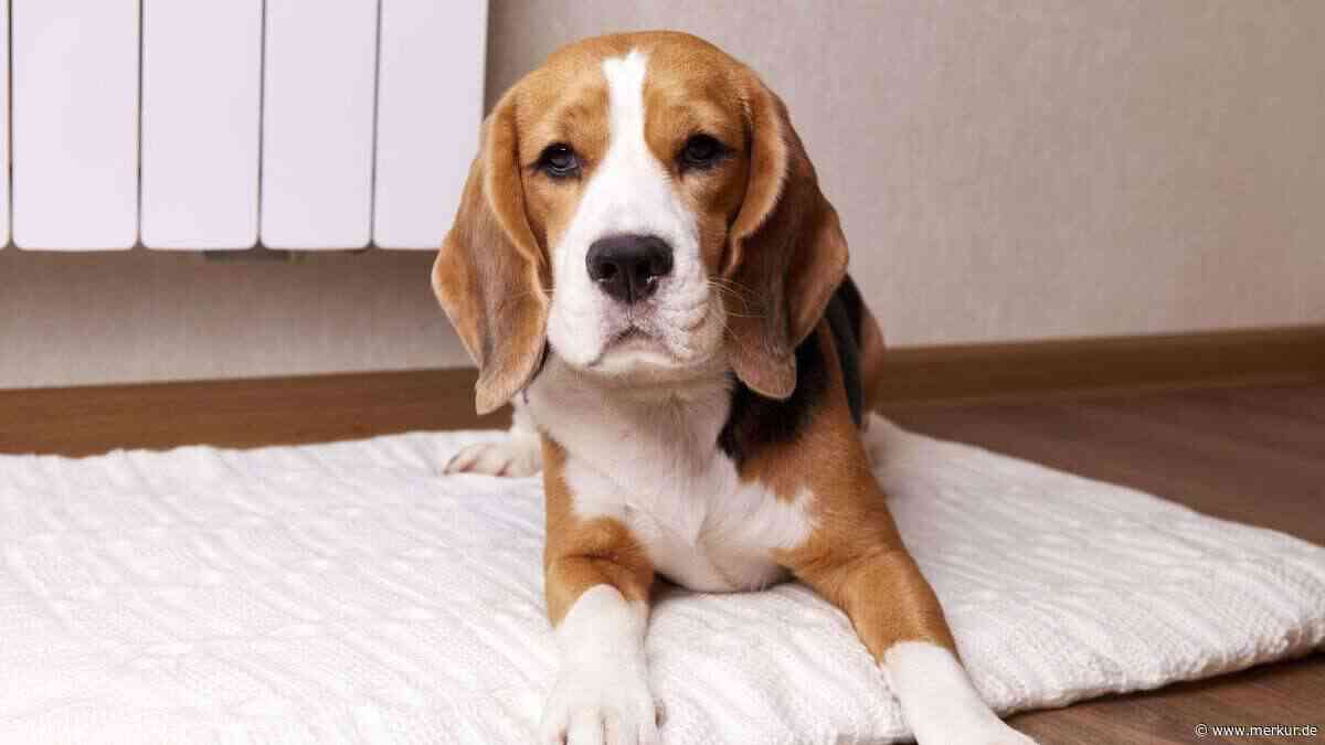 Was kostet ein Hund wirklich? Jeder zweite Halter unterschätzt die Ausgaben
