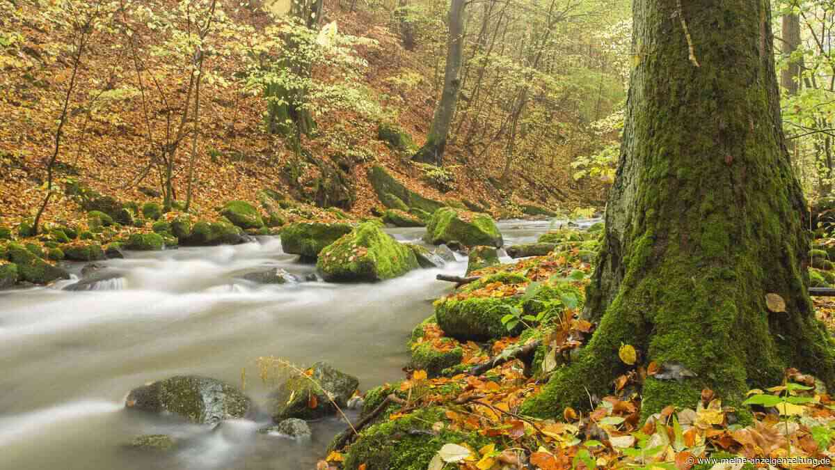 Diese Westerwald-Tour führt durch eine eindrucksvolle Schlucht