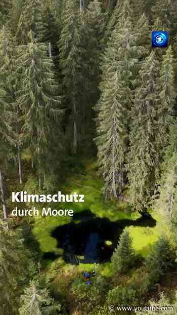Klimaschutz: Warum Freiwillige Moore vernässen #nachrichten #tagesschau #klimaschutz