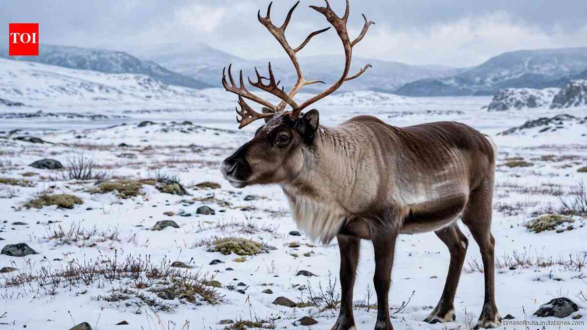 Why reindeer eyes turn deep blue in winter and how it helps them see in Arctic twilight