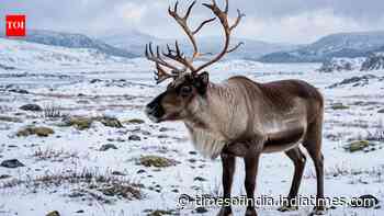Why reindeer eyes turn deep blue in winter and how it helps them see in Arctic twilight