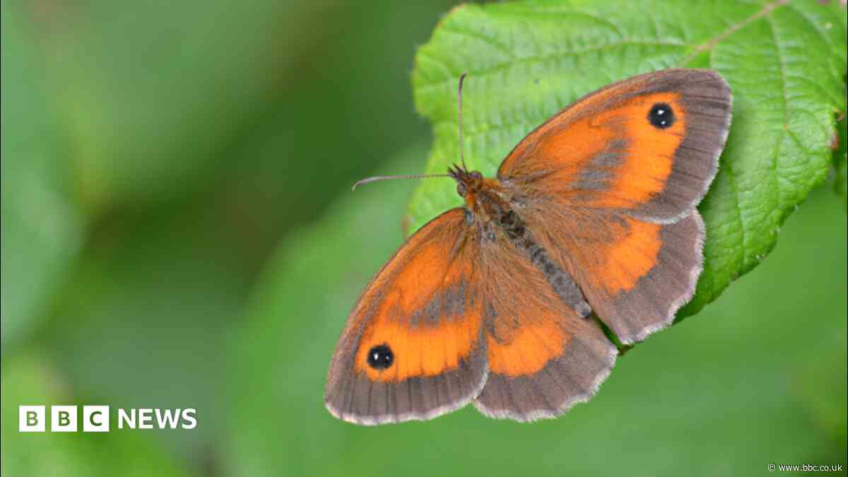 Butterfly populations 'could crash' due to weather