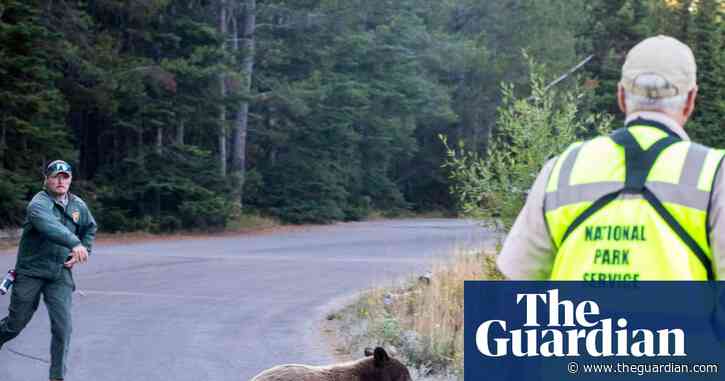 Grizzly reality: US states grapple with uptick in encounters between bears and humans