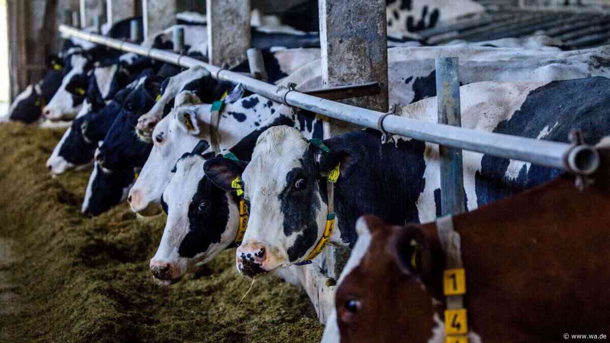 „Erhebliche Preissteigerungen für Milchprodukte“ – El-Niño könnte die Lage verschlimmern