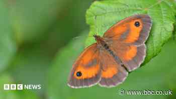 Butterfly populations 'could crash' due to weather