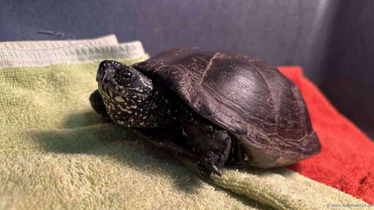 Großes Glück für „Nate“: Schwer verletzte Schildkröte in Rosenheimer Tierheim notoperiert