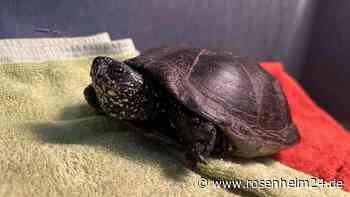 Großes Glück für „Nate“: Schwer verletzte Schildkröte in Rosenheimer Tierheim notoperiert