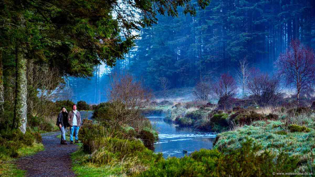 I went on a beautiful Welsh forest walk that’s one of the 'best' in the UK