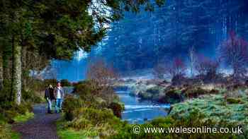 I went on a beautiful Welsh forest walk that’s one of the 'best' in the UK