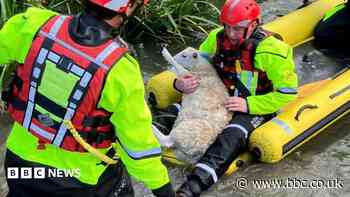 Sheep takes unexpected boat trip after river rescue