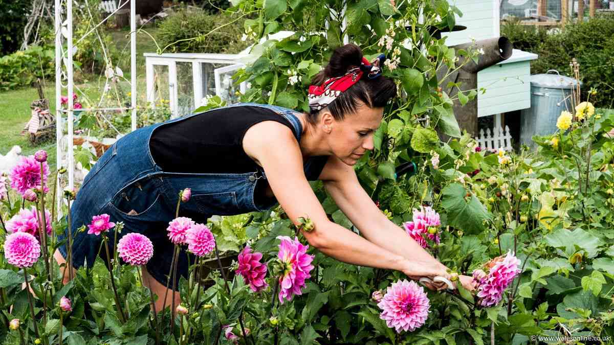 Encourage dahlias to bloom for longer with 1 simple September task