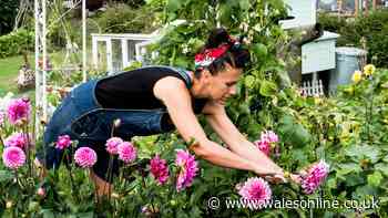 Encourage dahlias to bloom for longer with 1 simple September task