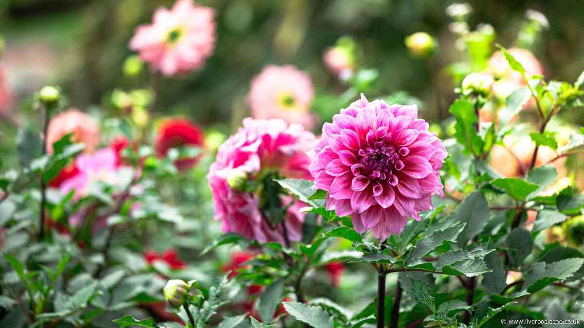 Gardeners urged to do 1 dahlia task now for longer autumn blooms