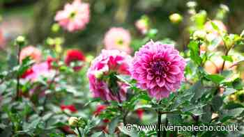 Gardeners urged to do 1 dahlia task now for longer autumn blooms