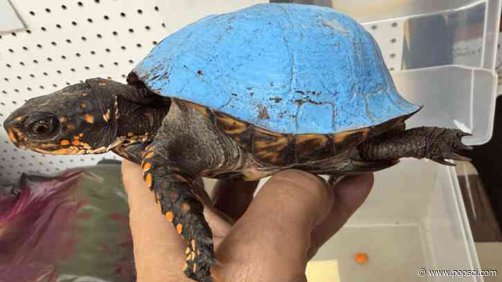 Shockingly blue turtle discovered in Kentucky backyard