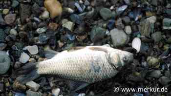 Fischsterben in der Ostsee aufgrund von „Todeszonen“
