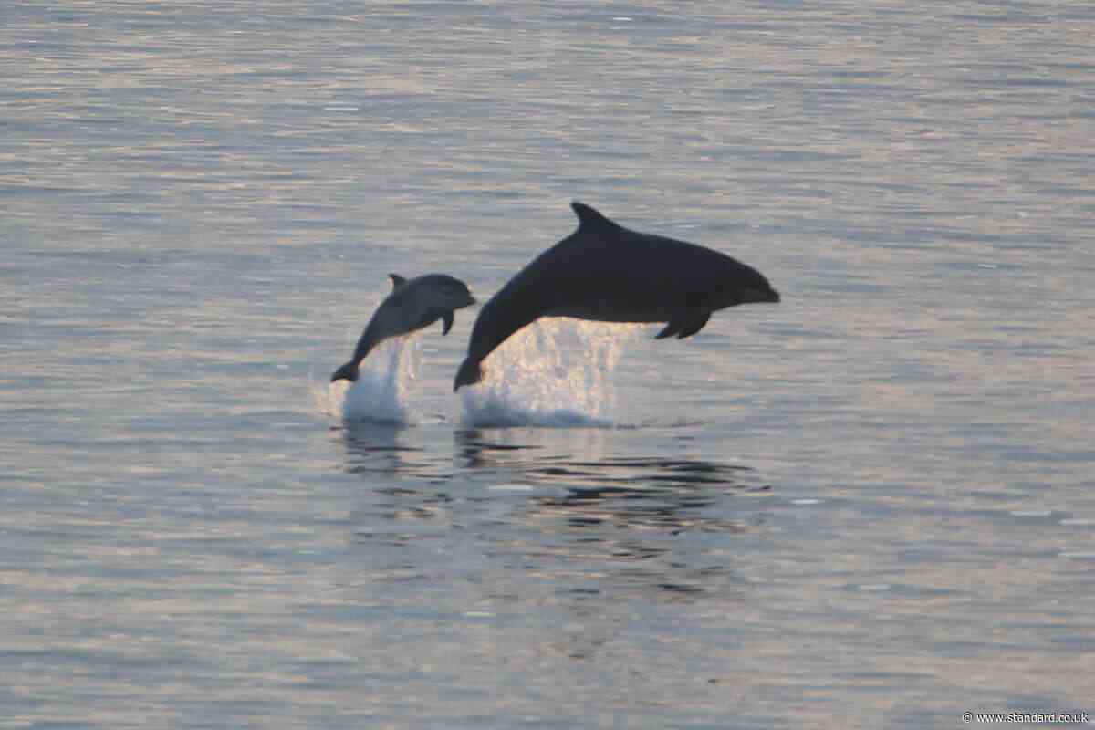 Man charged in connection with disturbance of pod of dolphins