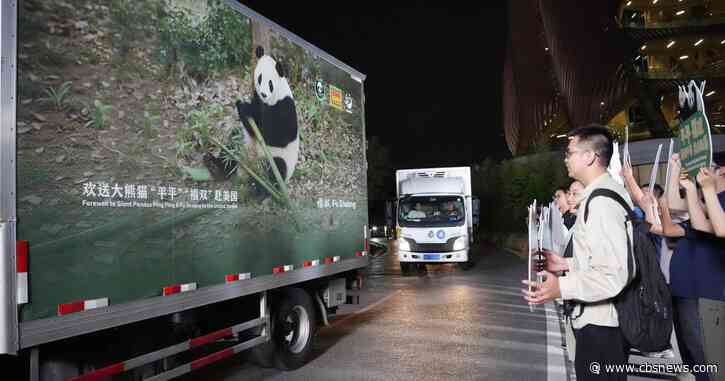 New giant pandas from China arrive in Atlanta zoo