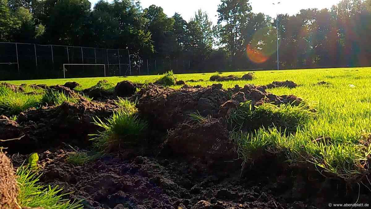 Hiobsbotschaft am Hafenrand: Wildschweine kehren zurück – Sportplatz gesperrt