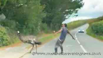 Bizarre moment man wrestles emu in road - before being headbutted by angry bird