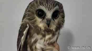 Record-breaking owl migration in northern B.C. leaves bird banders scrambling